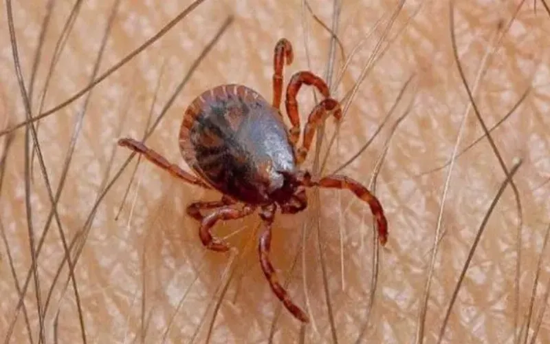 Hình ảnh cận cảnh ve nâu chó (Rhipicephalus sanguineus), loại ve phổ biến ở Việt Nam, minh họa đặc điểm nhận dạng cụ thể